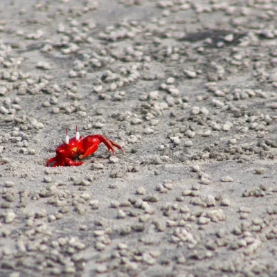 Red-Crabs-In-Kuakata.jpg