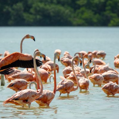 A wide angle shot of a flock of flamingoes in the water surrounded by trees